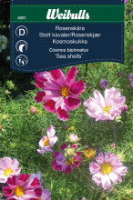 Stolte kavalerer ‘Sea shells’